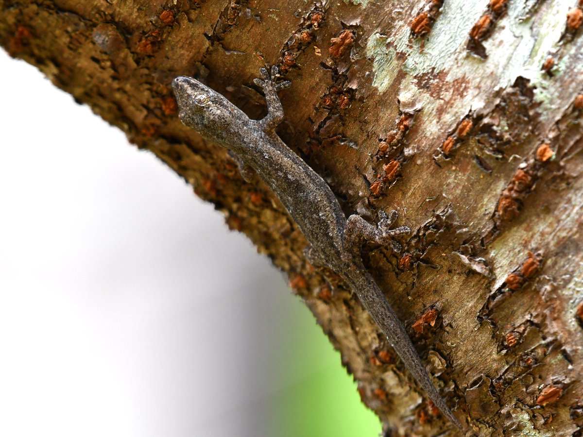 #58:
          Okinawa House Gecko, Okinawa.
          f/ at mm - Shutter Speed: - ISO: